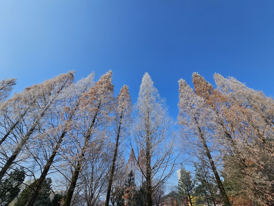29일 오전 10시 50분께 여주 남한강에 위치한 천년고찰 신륵사 입구 메타세쿼이아에 올해 겨울 첫 상고대가 활짝 피어있다. (사진=김광섭 기자)