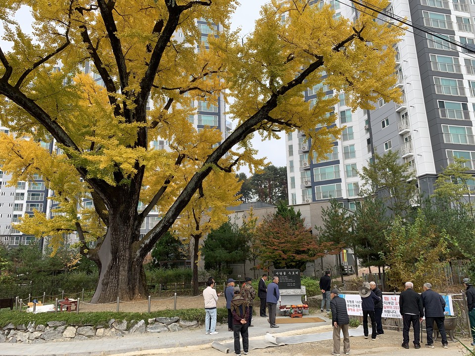 1일 오전 11시께 동두천시 사당골 천년수령 은행나무(지행동 213) 행단제가 불현동장 및 마을 어르신 20여 명이 참석한 가운데 개최됐다. (사진=오기춘 기자)