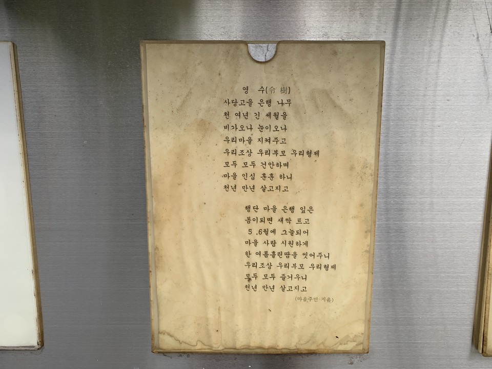 1일 오전 11시께 동두천시 사당골 천년수령 은행나무(지행동 213) 행단제가 불현동장 및 마을 어르신 20여 명이 참석한 가운데 개최됐다. (사진=오기춘 기자)