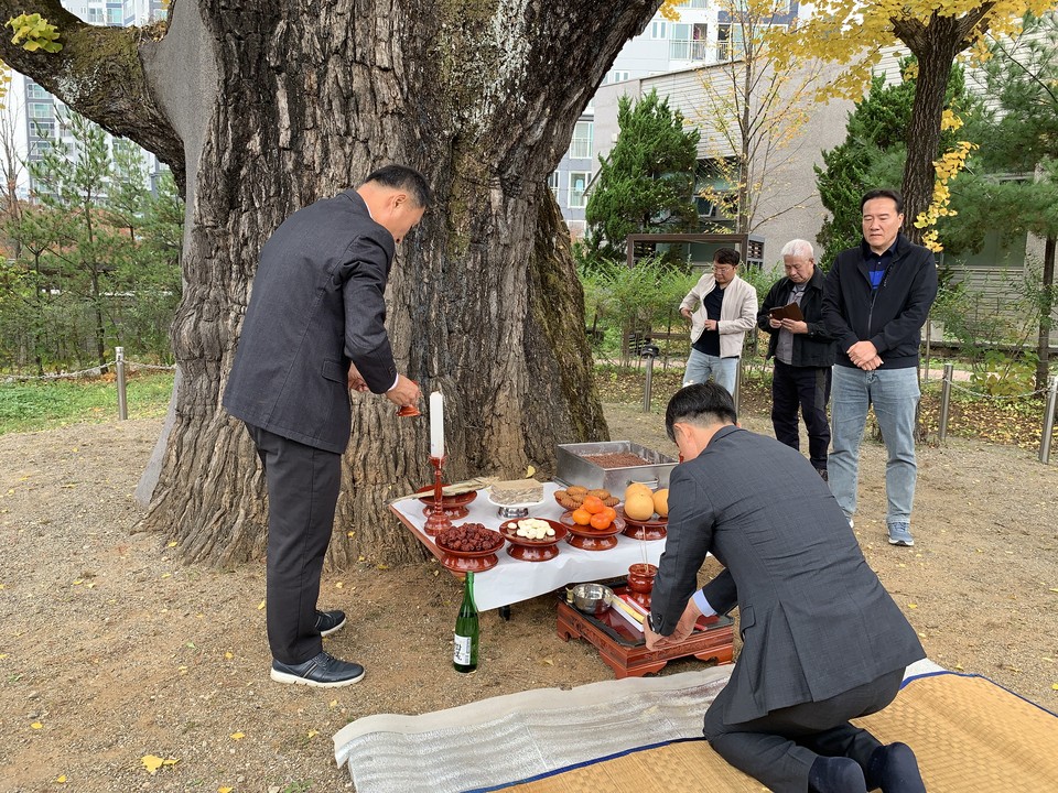 1일 오전 11시께 동두천시 사당골 천년수령 은행나무(지행동 213) 행단제가 불현동장 및 마을 어르신 20여 명이 참석한 가운데 개최됐다. (사진=오기춘 기자)