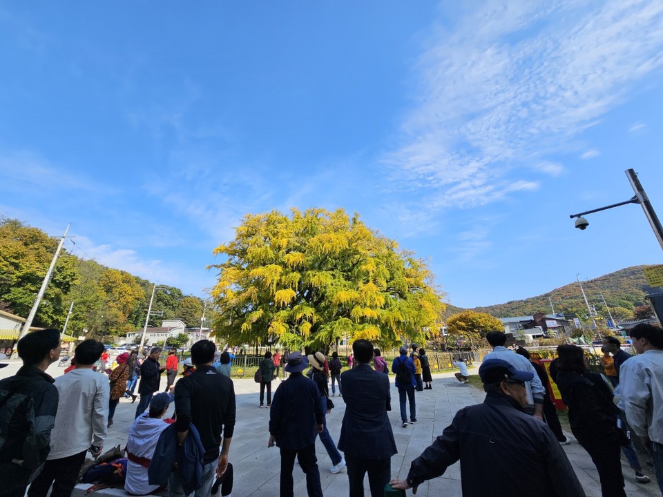 2일 낮 12시10분께 우리나라 천연기념물 제562호인 인천 장수동 은행나무를 보러 온 행락객들이 몰리면서 나무 주변이 인산인해를 이루고 있다. (사진=남용우 선임기자)