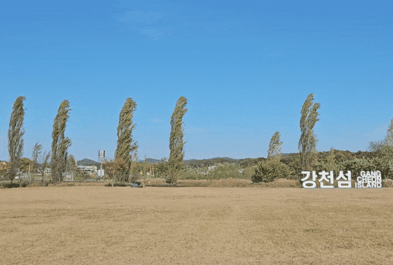 본격적인 겨울의 시작을 알리는 입동(立冬)을 사흘 앞둔 4일 오후 1시30분께 기온을 떨어뜨리기 위한 강한 바람에 여주 강천섬 미루나무가 흔들리고 있다. (영상=김광섭 기자)