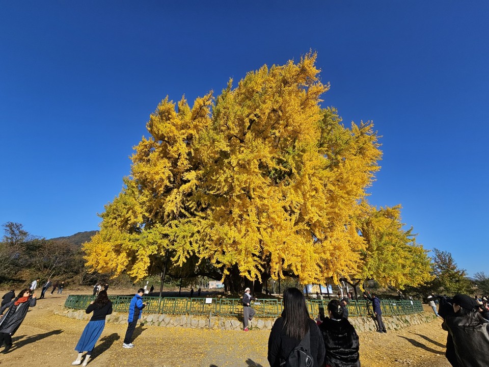 9일 토요일 경기·인천지역은 낮과 밤의 기온차가 크겠고, 대체로 맑겠다. 사진은 원주 문막읍 반계리 은행나무.(사진=중앙신문DB)