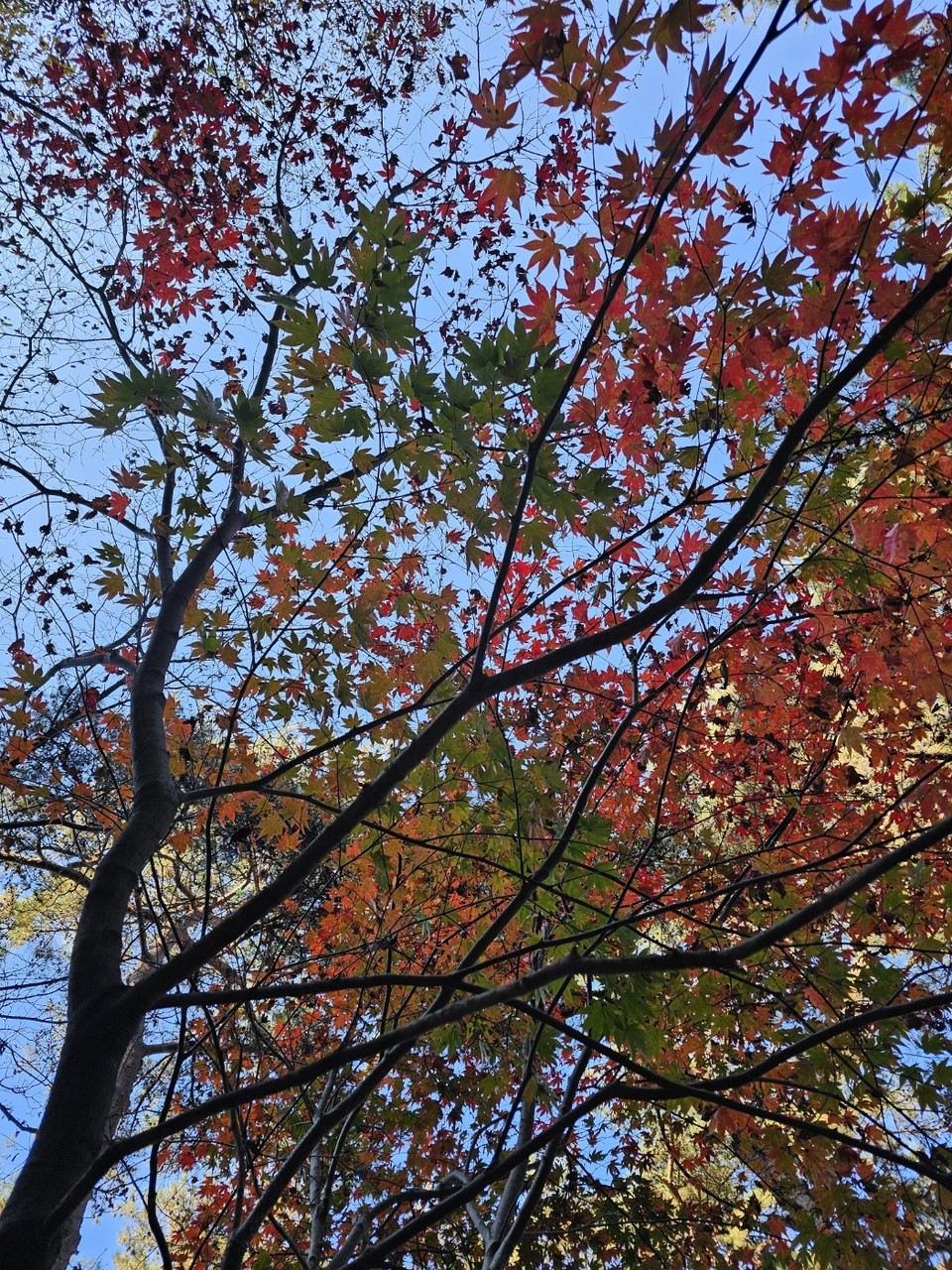 12일 화요일 경기·인천지역은 가끔 구름 많다가 아침부터 대체로 맑겠고, 오전 경기남부내륙 곳곳엔 짙은 안개가 끼겠다. 낮엔 포근하고, 아침과 밤에는 기온이 내려가 큰 일교차를 보이겠다. (사진=중앙신문DB)
