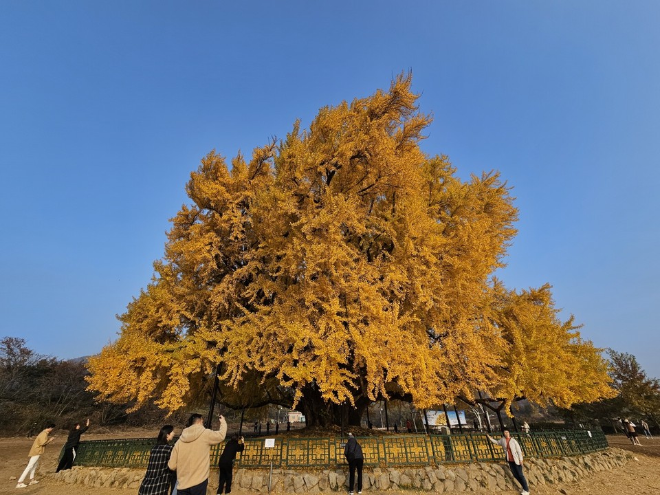 12일 오전 8시40분께 860년 세월이 만들어 낸 원주 문막읍 반계리 은행나무가 황홀경을 만들어 내고 있다. 그 황홀경은 보는 각도에 따라 시간에 따라 각각 다른 모습으로 보여진다. (사진=김광섭 기자)