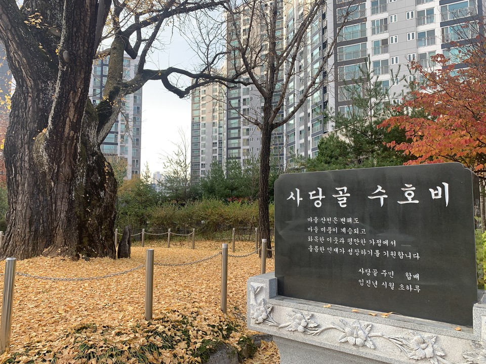 13일 오후 4시20분께 동두천시 지행동 213번지에 위치한 천년수령 보호수가 은행잎을 떨어트리면서 주변대지를 노랗게 물들이고 있다. (사진=오기춘 기자)