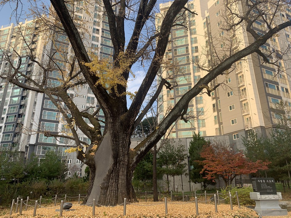 13일 오후 4시20분께 동두천시 지행동 213번지에 위치한 천년수령 보호수가 은행잎을 떨어트리면서 주변대지를 노랗게 물들이고 있다. (사진=오기춘 기자)