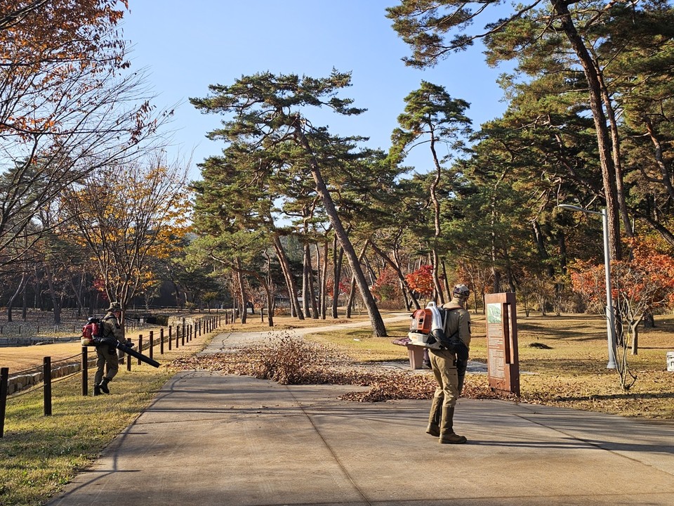 15일 오후 2시50분께 여주시 세종대왕면 효종릉에서 능지기들이 전동 송풍기를 이용해 관람로에 수북이 쌓인 낙엽을 청소하고 있다. (사진=김광섭 기자)