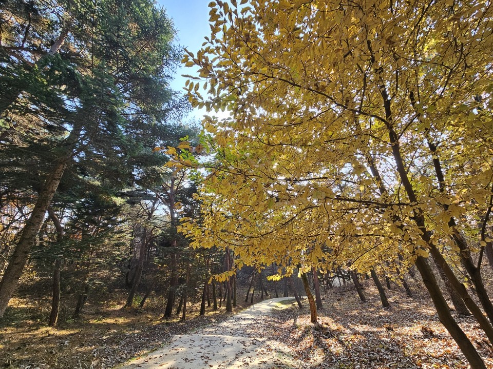 16일 오후 1시50분께 찾은 여주 세종대왕면 세종대왕릉과 효종대왕릉 사이에 있는 ‘왕의 숲길’에 하늘을 향해 쭉 뻗은 아름드리나무들이 낙엽을 떨구는 등 올해 마지막 가을을 보내고 있다. 왕의 숲길에 들어서면 먼저 노랗게 물든 갈참나무가 사람들을 반긴다. (사진=김광섭 기자)