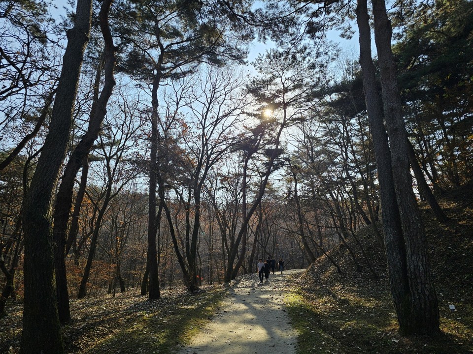 16일 오후 1시50분께 찾은 여주 세종대왕면 세종대왕릉과 효종대왕릉 사이에 있는 ‘왕의 숲길’에 하늘을 향해 쭉 뻗은 아름드리나무들이 낙엽을 떨구는 등 올해 마지막 가을을 보내고 있다. (사진=김광섭 기자)