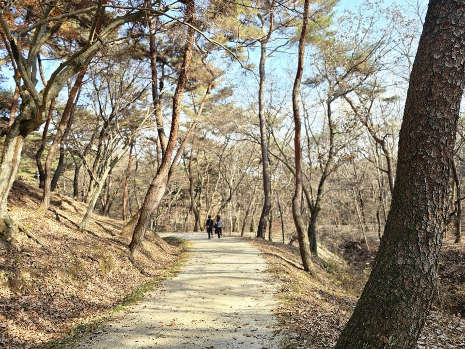 16일 오후 1시50분께 찾은 여주 세종대왕면 세종대왕릉과 효종대왕릉 사이에 있는 ‘왕의 숲길’에 하늘을 향해 쭉 뻗은 아름드리나무들이 낙엽을 떨구는 등 올해 마지막 가을을 보내고 있다. (사진=김광섭 기자)