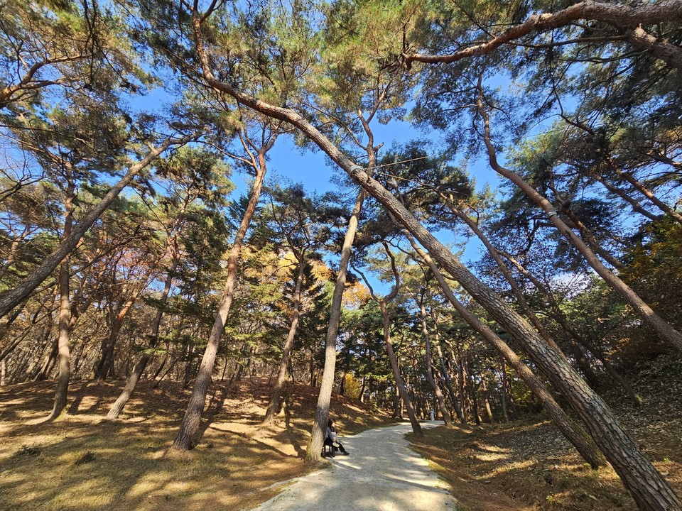 16일 오후 1시50분께 찾은 여주 세종대왕면 세종대왕릉과 효종대왕릉 사이에 있는 ‘왕의 숲길’에 하늘을 향해 쭉 뻗은 아름드리나무들이 낙엽을 떨구는 등 올해 마지막 가을을 보내고 있다. (사진=김광섭 기자)