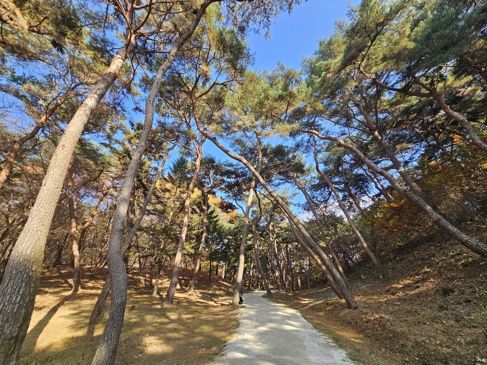 16일 오후 1시50분께 찾은 여주 세종대왕면 세종대왕릉과 효종대왕릉 사이에 있는 ‘왕의 숲길’에 하늘을 향해 쭉 뻗은 아름드리나무들이 낙엽을 떨구는 등 올해 마지막 가을을 보내고 있다. (사진=김광섭 기자)