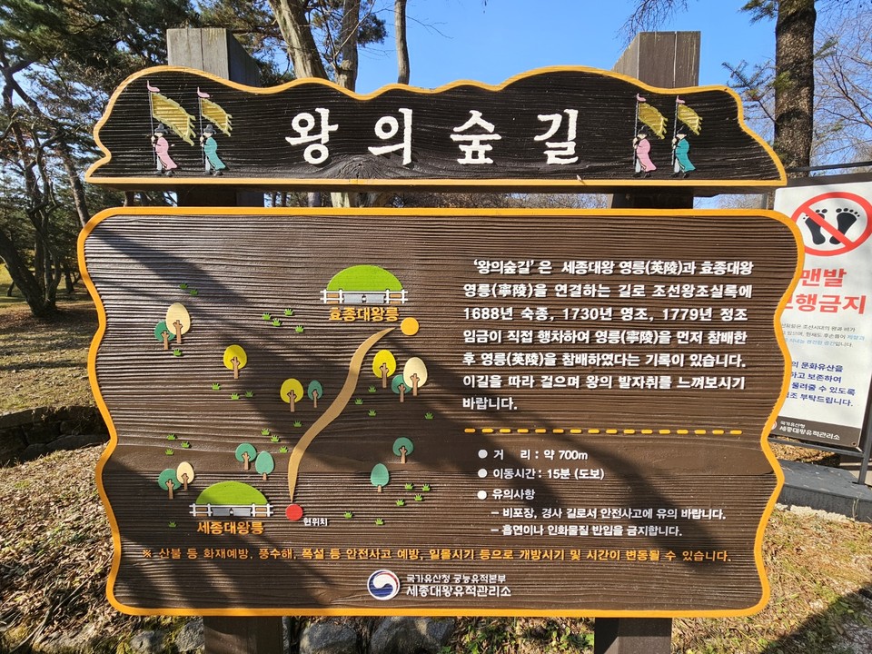 16일 오후 1시50분께 찾은 여주 세종대왕면 세종대왕릉과 효종대왕릉 사이에 있는 ‘왕의 숲길’에 하늘을 향해 쭉 뻗은 아름드리나무들이 낙엽을 떨구는 등 올해 마지막 가을을 보내고 있다. (사진=김광섭 기자)