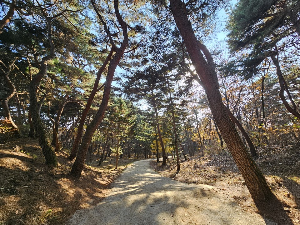 16일 오후 1시50분께 찾은 여주 세종대왕면 세종대왕릉과 효종대왕릉 사이에 있는 ‘왕의 숲길’에 하늘을 향해 쭉 뻗은 아름드리나무들이 낙엽을 떨구는 등 올해 마지막 가을을 보내고 있다. (사진=김광섭 기자)