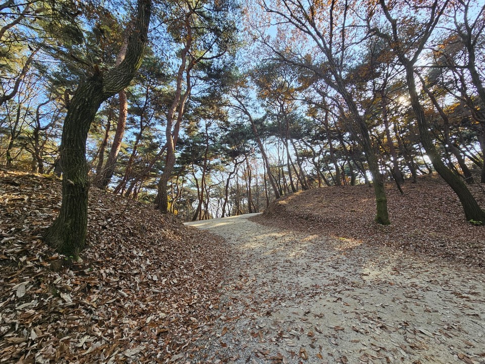 16일 오후 1시50분께 찾은 여주 세종대왕면 세종대왕릉과 효종대왕릉 사이에 있는 ‘왕의 숲길’에 하늘을 향해 쭉 뻗은 아름드리나무들이 낙엽을 떨구는 등 올해 마지막 가을을 보내고 있다. (사진=김광섭 기자)