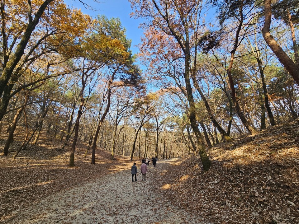 16일 오후 1시50분께 찾은 여주 세종대왕면 세종대왕릉과 효종대왕릉 사이에 있는 ‘왕의 숲길’에 하늘을 향해 쭉 뻗은 아름드리나무들이 낙엽을 떨구는 등 올해 마지막 가을을 보내고 있다. (사진=김광섭 기자)
