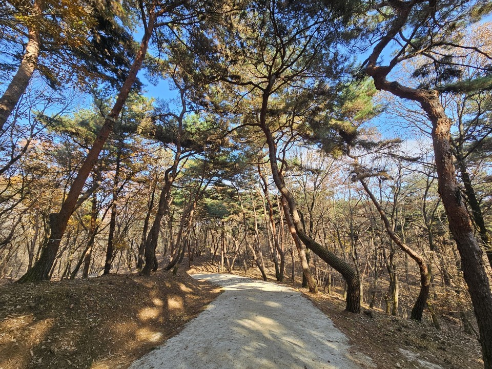 16일 오후 1시50분께 찾은 여주 세종대왕면 세종대왕릉과 효종대왕릉 사이에 있는 ‘왕의 숲길’에 하늘을 향해 쭉 뻗은 아름드리나무들이 낙엽을 떨구는 등 올해 마지막 가을을 보내고 있다. (사진=김광섭 기자)