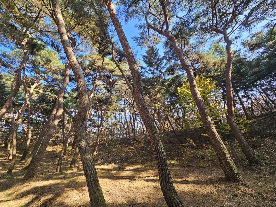16일 오후 1시50분께 찾은 여주 세종대왕면 세종대왕릉과 효종대왕릉 사이에 있는 ‘왕의 숲길’에 하늘을 향해 쭉 뻗은 아름드리나무들이 낙엽을 떨구는 등 올해 마지막 가을을 보내고 있다. (사진=김광섭 기자)