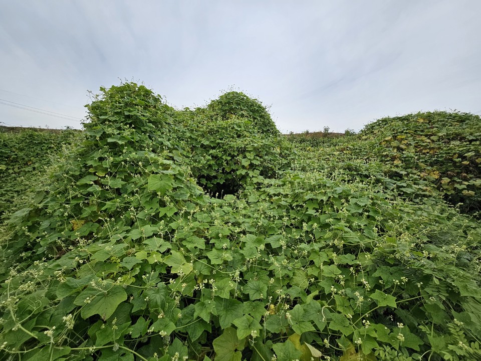 용인특례시가 생태계를 교란하는 야생식물을 제거하고 토종 식물을 복원해 건강한 생태계를 만들 ’생태계 교란 야생식물 종합관리계획‘을 수립해 20일 발표했다. 사진은 생태계 교란식물인 가시박. (사진=중앙신문DB)