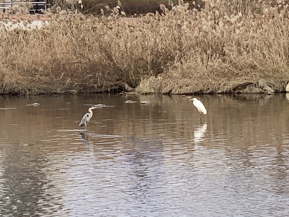 5일 오후 4시5분께 동두천시 상패동과 생연동을 경계로 둔 신천에 왜가리와 백로가 서로 겨루기를 마주 보며 쳐다보고 있다. (사진=오기춘 기자)