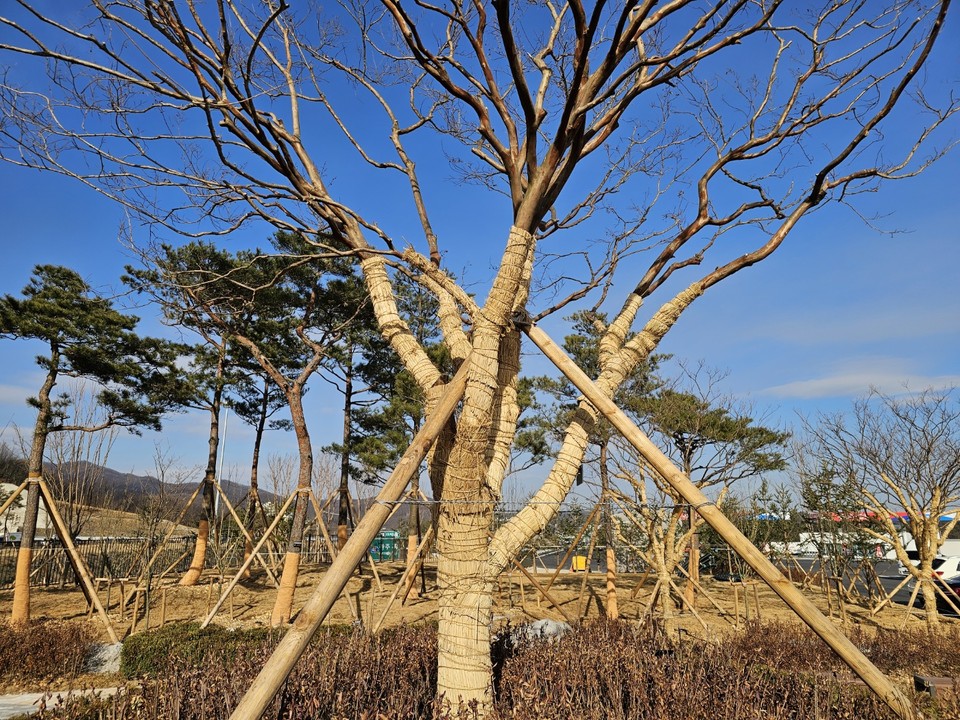 절기상 '소한'을 하루 앞둔 4일 오전 세종-포천 간 고속도로 처인휴게소 정원에 심긴 정원수가 짚으로 된 겨울옷을 입었다. (사진=허찬회 기자)