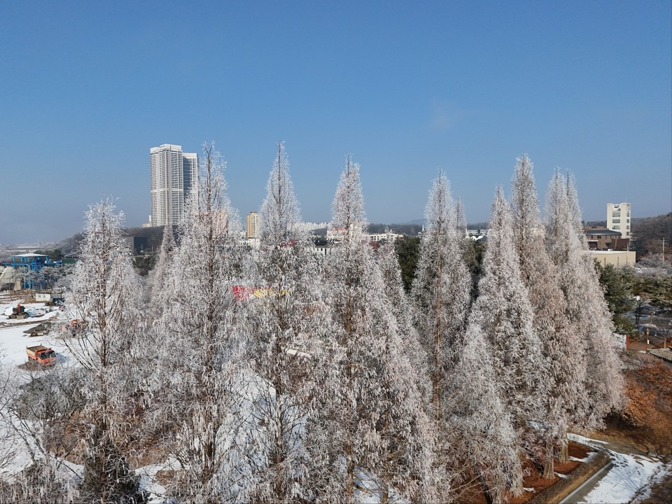 절기상 입춘을 하루 앞둔 2일 오전 11시12분께 여주시 남한강변 천년고찰 신륵사 인근에 짙게 낀 안개가 사라진 자리에 상고대가 활짝 피어 있다. (사진=김광섭 기자)