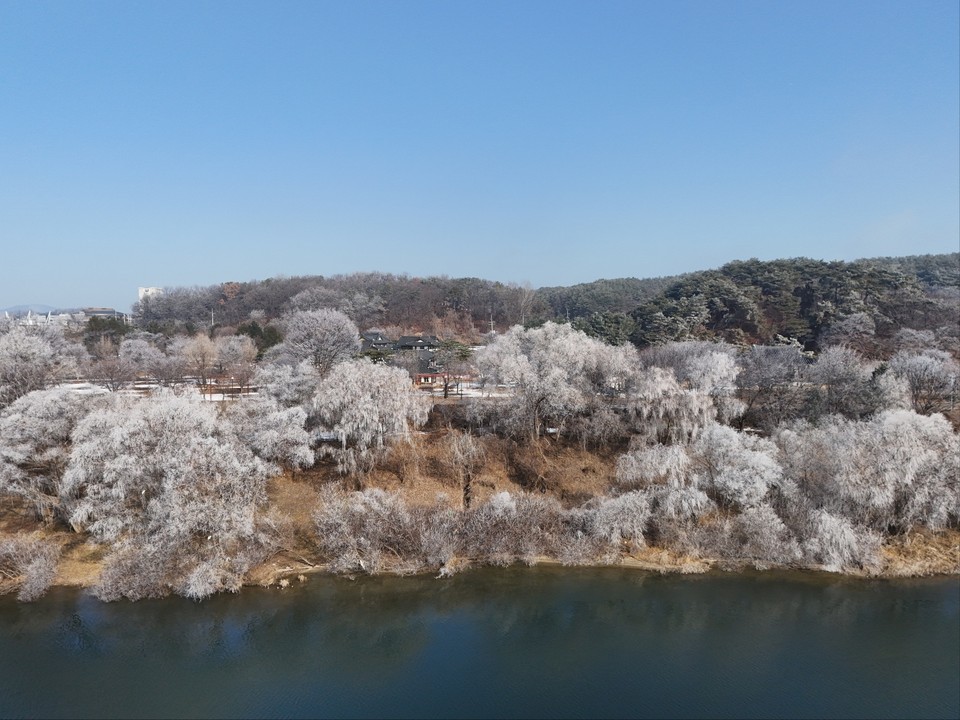 절기상 입춘을 하루 앞둔 2일 오전 11시12분께 여주시 남한강변 천년고찰 신륵사 인근에 짙게 낀 안개가 사라진 자리에 상고대가 활짝 피어 있다. (사진=김광섭 기자)