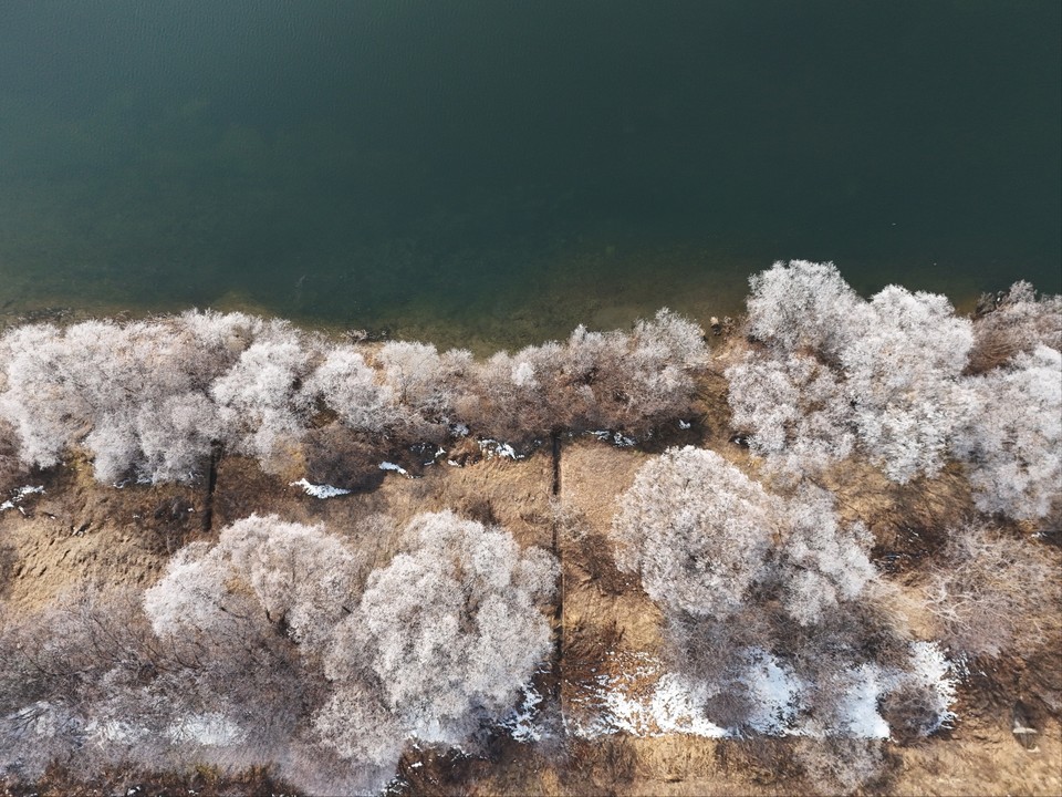 절기상 입춘을 하루 앞둔 2일 오전 11시12분께 여주시 남한강변 천년고찰 신륵사 인근에 짙게 낀 안개가 사라진 자리에 상고대가 활짝 피어 있다. (사진=김광섭 기자)