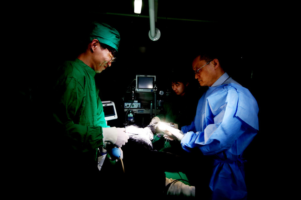 서정대학교 반려동물보건과는 2023년 동물보건사 양성기관 평가인증에서 완전인증(3년)을 받으며 동물보건사 양성 교육기관으로서 월등한 수준을 인정받았다. 이 학과는 반려동물의 건강과 치료를 담당하는 전문인력 배출을 목표로 학생들에게 체계적인 교육을 제공하고 있다. (사진제공=서정대학교)