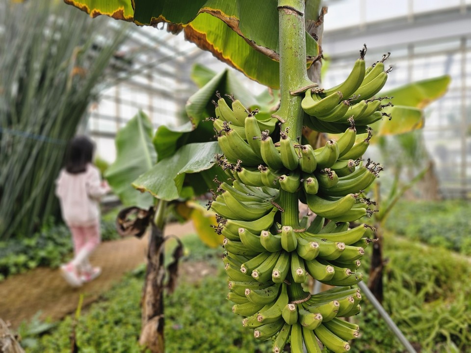 15일 3시45분께 평택시 오성면 평택시농업기술센터 내 마련된 자연테마식물원 바나나무에 열대과일인 바나나가 탐스럽게 달려있다. (사진=김종대 기자)