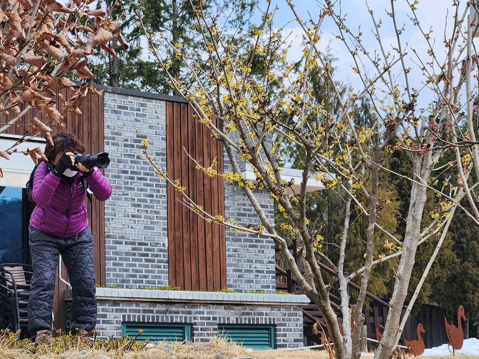 6일 오후 2시20분께 여주시 황학산수목에 핀 봄꽃 풍년화 모습을 한 프로사진작가가 카메라에 담고 있다. (사진=김광섭 기자)