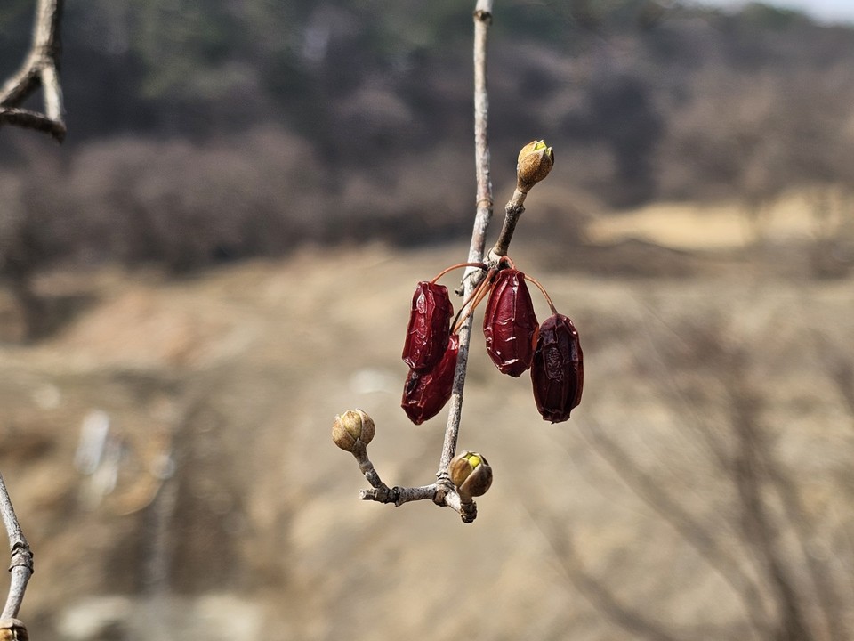8일 토요일 수도권(경기·인천) 지역은 대체로 흐리고 오전 한때 적은 양의 비가 내릴 전망이다. 기온은 평년과 비슷하거나 조금 낮겠으며, 낮과 밤의 일교차가 클 것으로 보여 건강관리에 각별히 유의해야 한다. 사진은 7일 오후 이천 백사면 도립리 산수유꽃. (사진=송석원 기자)