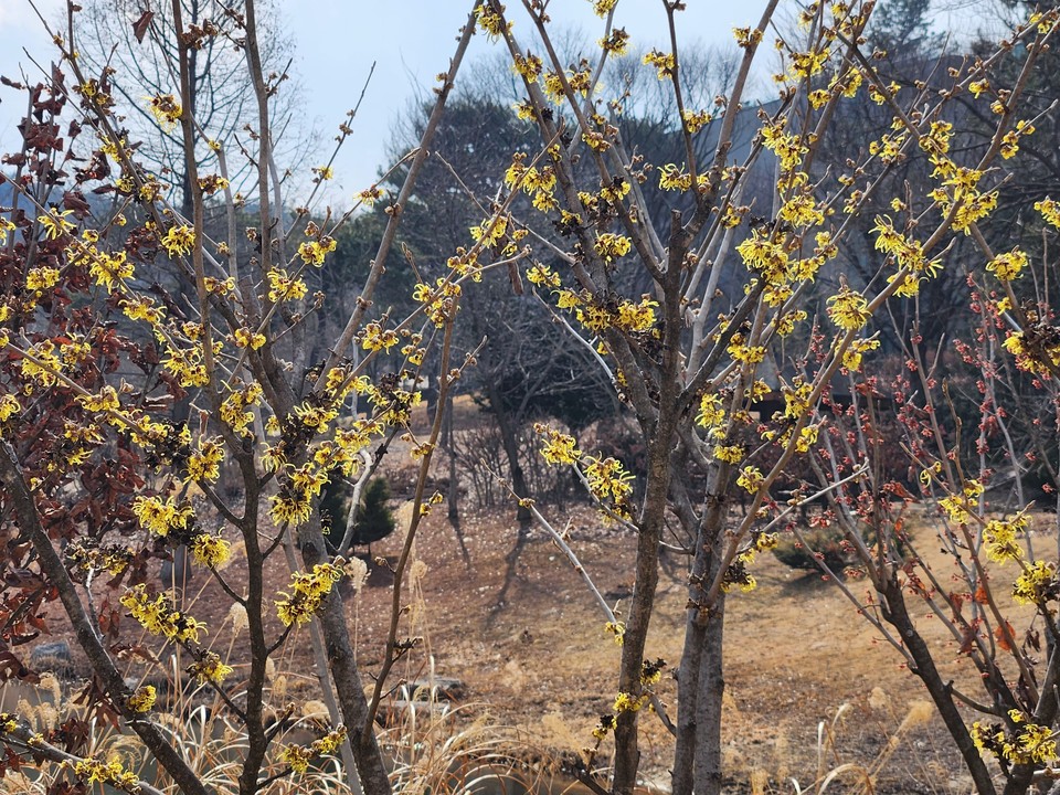 8일 토요일 수도권(경기·인천) 지역은 대체로 구름 많다가 오후부터 차차 맑아지겠다. 늦은 새벽부터 오후사이 한때 적은 양의 비가 내리겠다. 경기남동부지역엔 새벽부터 아침사이 눈 날림이 있겠다. 낮과 밤의 일교차가 클 것으로 보여 건강관리에 각별히 유의해야 한다. 사진은 활짝핀 풍년화. (사진=김광섭 기자)