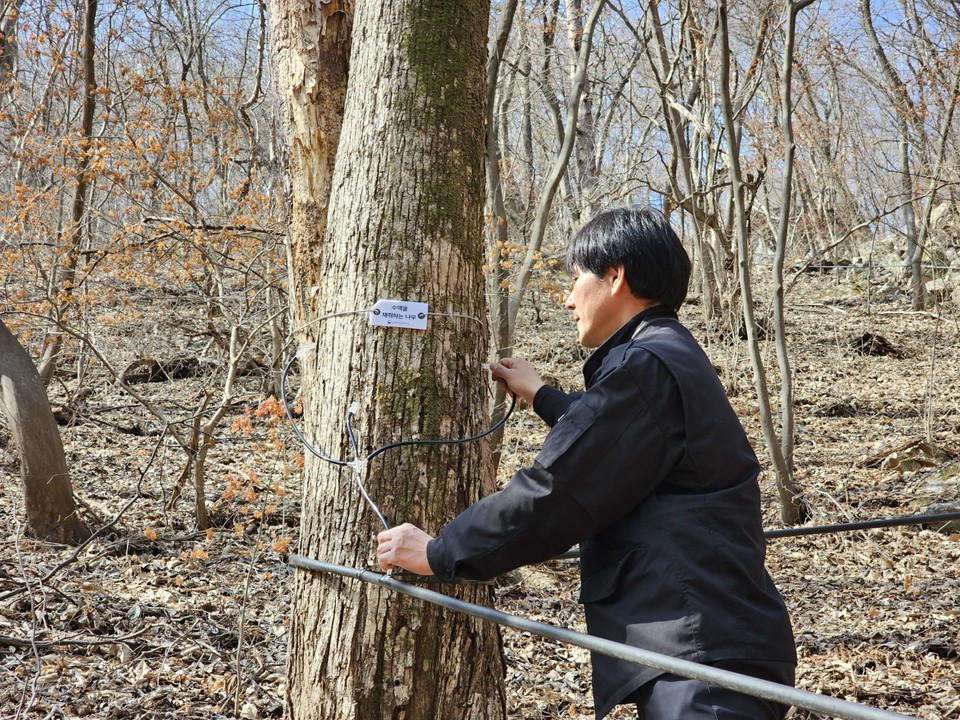 소리산작목반 백종훈 반장이 긴 고무호수가 연결된 고로쇠 나무를 점검하고 있다. (사진=이건구 기자)