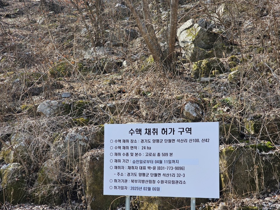 고로쇠 수액 채취 허가구역과 기간을 표시한 안내문. (사진=이건구 기자)