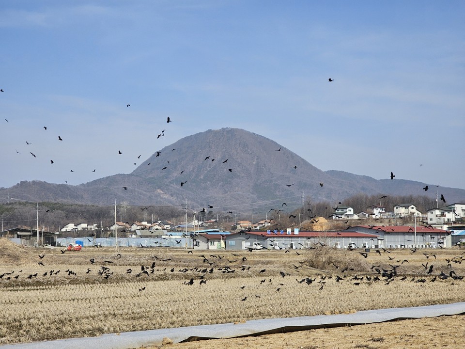 13일 오후 1시39분께 양평군 개군면 부리 일대에 나타난 까마귀 떼 수천여 마리가 주변 논과 밭, 전깃줄에 줄지어 앉아 다니며 극성이다. (사진=이건구 기자)
