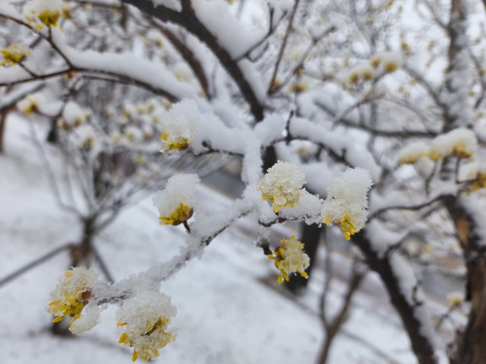 사진은 지난 2022년 3월19일 여주 오학 걷고싶은거리에 내린 춘설을 맞고 있는 산수유꽃. (사진=중앙신문DB)