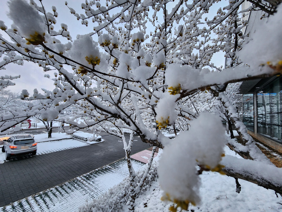 18일 오전 6시36분께 대설주의보가 내려진 여주시 천송동 여주도서관. 새벽부터 내린 춘설(春雪)이 산수유 꽃 몽우리에 소복이 쌓이며 봄과 겨울이 교차하는 풍경을 연출하고 있다. (사진=김광섭 기자)