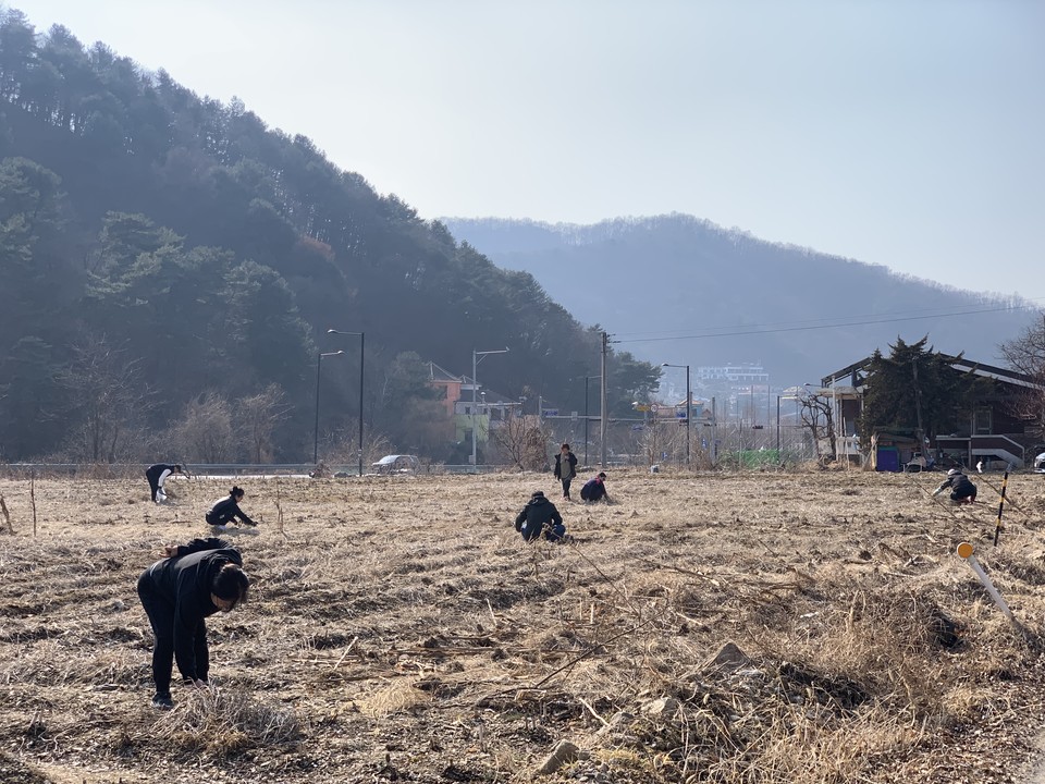 9일 오후 3시17분께 동두천시 탑동마을 주민들이 날씨가 포근해지면서 인근 밭에 올라온 몸에 좋은 '냉이'를 캐고 있다. (사진=오기춘 기자)