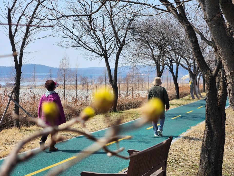 20일 오후 1시56분께 여주시 현암동 걷고 싶은거리에 노란 산수유 꽃망울이 활짝 피어 있다. (사진=김광섭 기자)