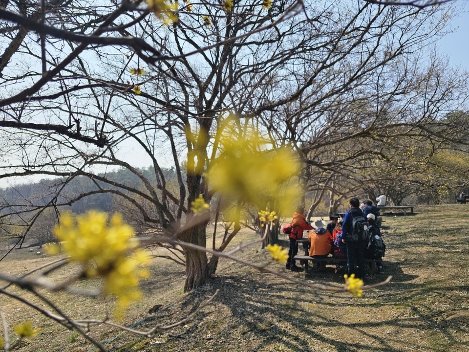 축제를 닷새 앞둔 23일 오전 11시50분께 수도권 최대 '봄꽃대첩'이라 불리는 '제26회 이천백사 산수유꽃축제장'이 이미 많은 사람들로 들썩이고 있다. (사진=송석원 기자)