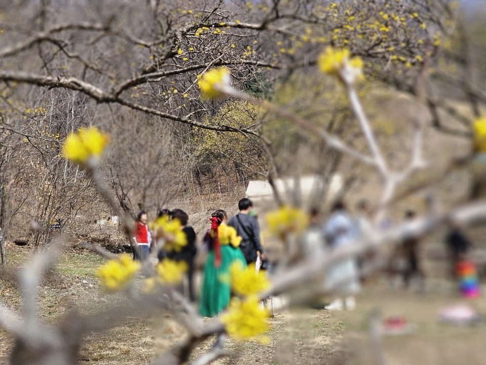 축제를 닷새 앞둔 23일 오전 11시50분께 수도권 최대 '봄꽃대첩'이라 불리는 '제26회 이천백사 산수유꽃축제장'이 이미 많은 사람들로 들썩이고 있다. (사진=송석원 기자)