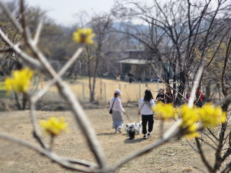 축제를 닷새 앞둔 23일 오전 11시50분께 수도권 최대 '봄꽃대첩'이라 불리는 '제26회 이천백사 산수유꽃축제장'이 이미 많은 사람들로 들썩이고 있다. (사진=송석원 기자)