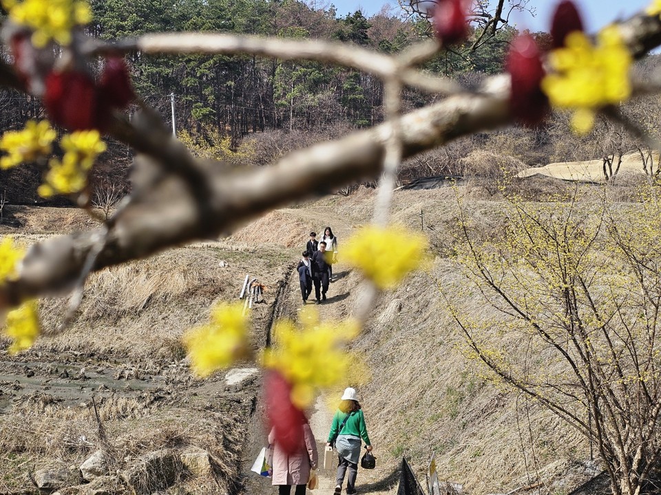 축제를 닷새 앞둔 23일 오전 11시50분께 수도권 최대 '봄꽃대첩'이라 불리는 '제26회 이천백사 산수유꽃축제장'이 이미 많은 사람들로 들썩이고 있다. (사진=송석원 기자)
