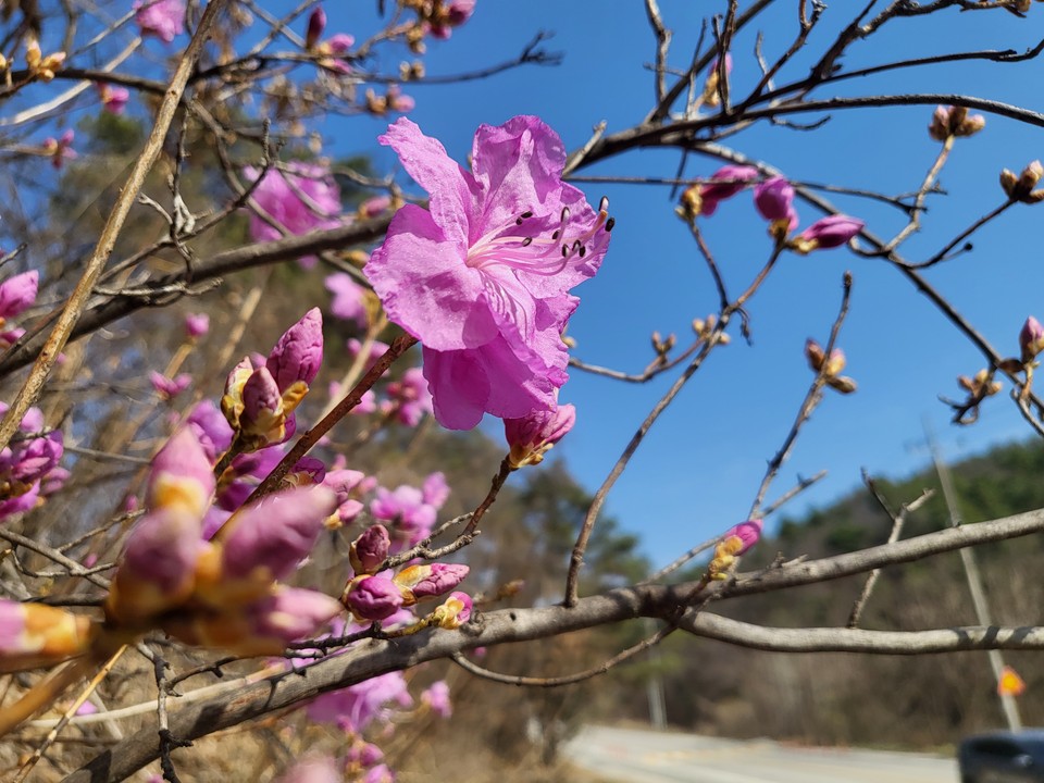 26일 수요일 수도권(경기·인천) 지역은 대기가 건조하겠고, 가끔 구름이 많다가 저녁부터 흐려지겠다. 사진은 길가에 핀 진달래. (사진=중앙신문DB)