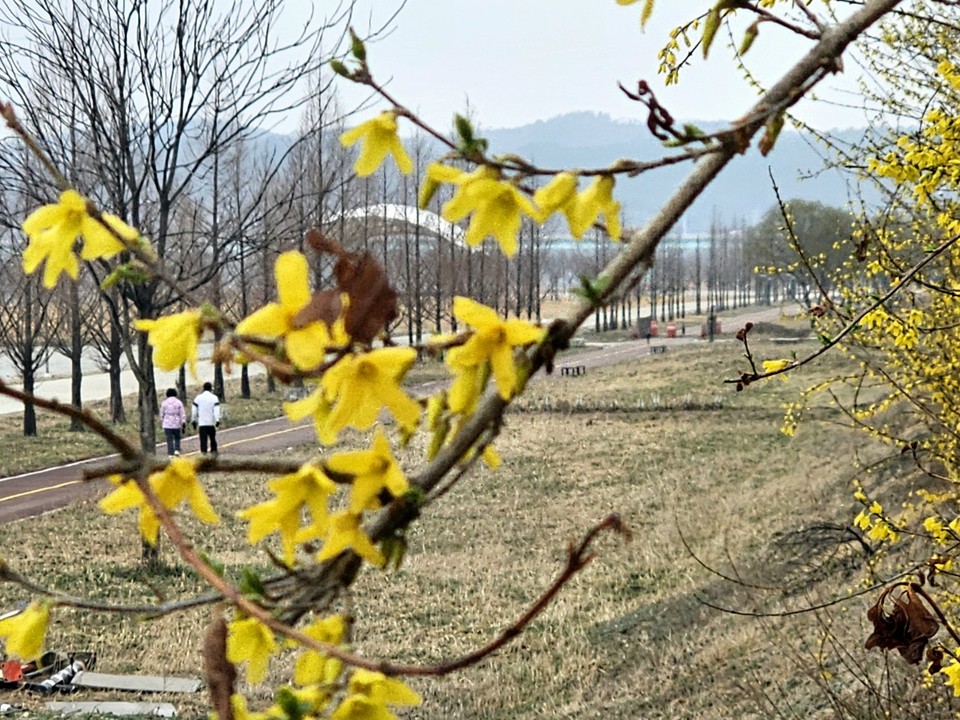 27일 낮 12시 35분께 여주 여주시 현암동 걷고싶은거리에 핀 개나리길을 운동 나온 시민들이 지나고 있다. (사진=김광섭 기자)