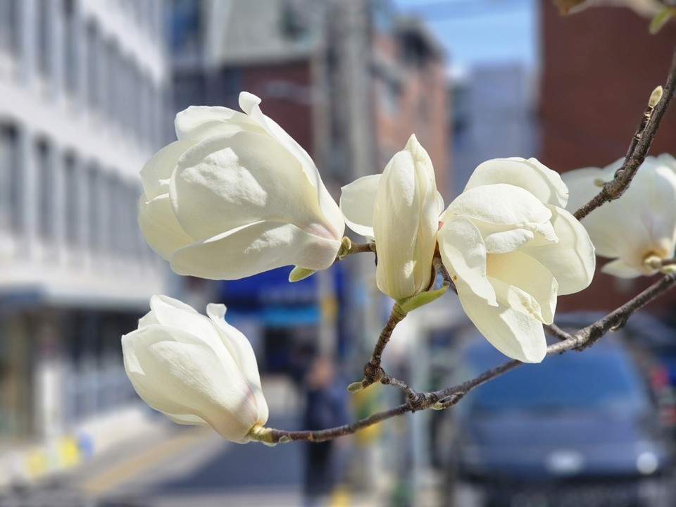 28일 낮 12시10분께 수원시 권선동 한 도심 거리에서 활짝 핀 목련 꽃이 따스한 봄 햇살을 받으며 흐드러지게 피어나고 있다. (사진=순정우 기자)
