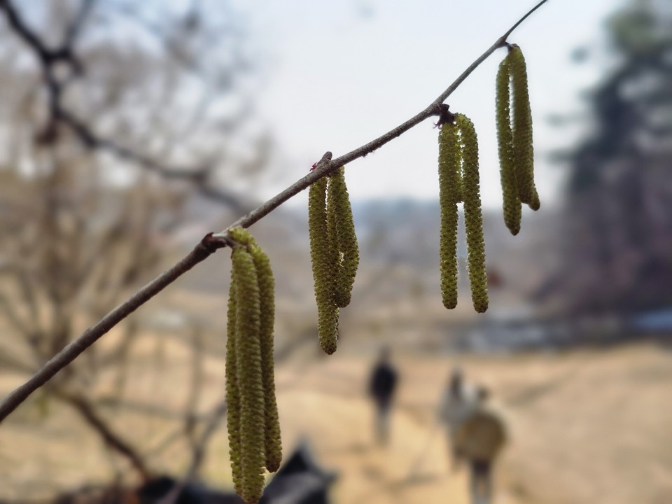 30일 오전 11시17분께 이천시 백사면 도립리 산수유군락지 인근에 개암나무 수꽃 옆을 시민들이 지나고 있다. (사진=송석원 기자)