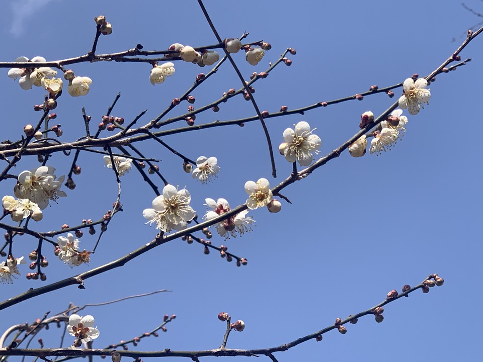 4월의 첫날인 1일 화요일 수도권(경기·인천) 지역은 낮과 밤의 기온차가 크겠고, 대체로 맑겠다. (사진=중앙신문DB)